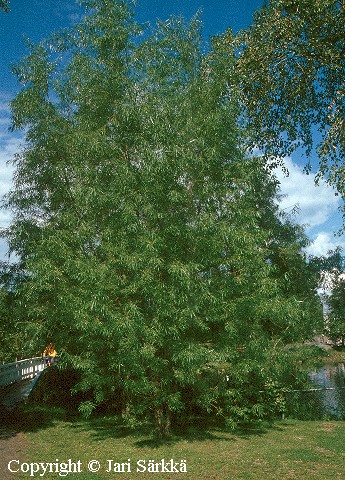 Salix schwerinii